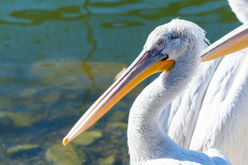 Great white or eastern white pelican, rosy pelican or white pelican is a bird in the pelican family.It breeds from southeastern Europe through Asia and in Africa in swamps and shallow lakes