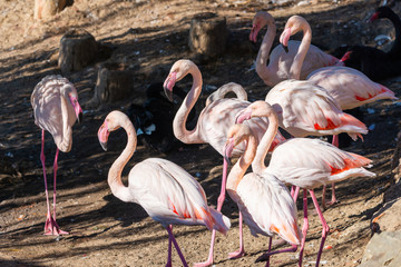 Beautiful Greater flamingo birds or Phoenicopterus roseus