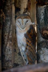 Wild barn owl or Tyto alba perched on branch in zoo