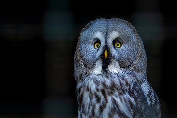 Great Grey Owl or Strix nebulosa on branch close