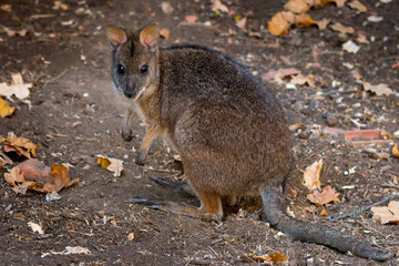 Kangaroo Bennett's or Dendrolagus bennettianus on ground