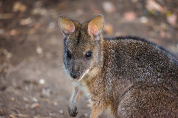 Kangaroo Bennett's or Dendrolagus bennettianus on ground