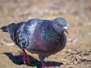 Pigeon Closeup on Beach