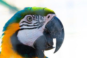 Portrait of Blue-and-yellow macaw or Ara ararauna close up