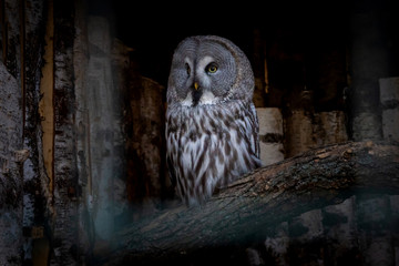 Great Grey Owl or Strix nebulosa on branch close