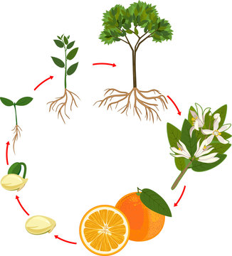 Life cycle of orange tree. Plant growth stage
