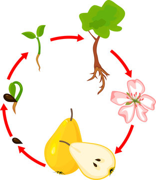Life cycle of pear tree. Plant growth stage