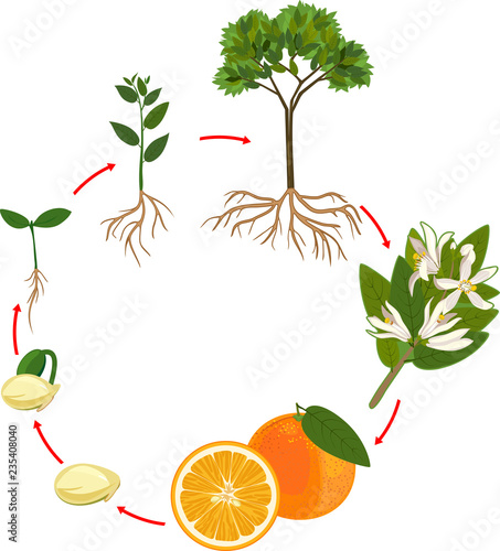  Life cycle  of orange  tree  Plant growth stage Stock 