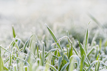 Frozen morning grass 