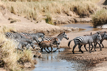 Obraz na płótnie Canvas Zebras and wildebeest crossing the Serengeti in