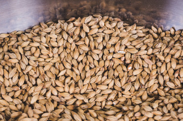 Caramel malt in stainless bowl. Craft beer brewing from grain barley pale malt in process. Ale or lager from pilsner malt