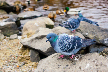 Rock doves on river shore in autumn