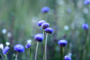 Obraz premium Blue flowers on background