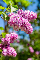Obraz premium Pink lilac blooms in the Botanical garden 