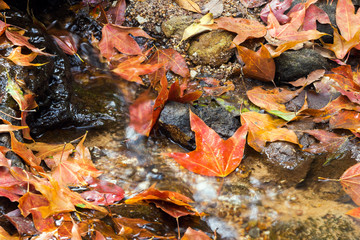 Red maple leaves fallen cover a small stream in the forest Phu Luang Wildlife Sanctuary in Loei Province, Thailand. Color of autumn season for background. 