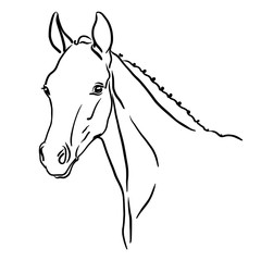 Head of a foal . Vector illustration.