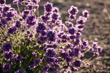 Blooming desert nature plant against sun ray in Ladakh, India.