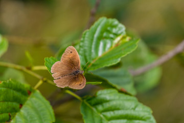 Butterfly on a leaf