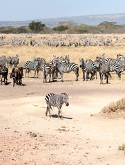 Fototapeta na wymiar Zebras and wildebeest crossing the Serengeti in