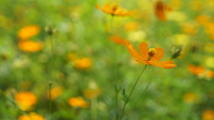 orange yellow Daisy