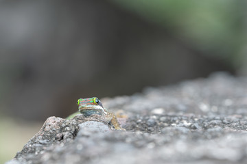 tête de gecko