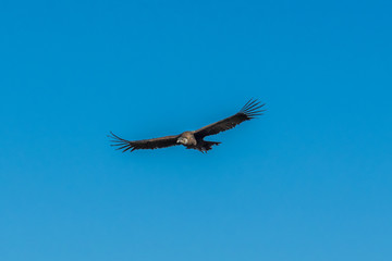 Condor flies over the mountains
