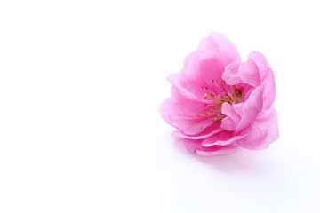 Fototapeta na wymiar 可愛い桃の花