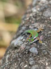 margouillat, reptile sur rocher
