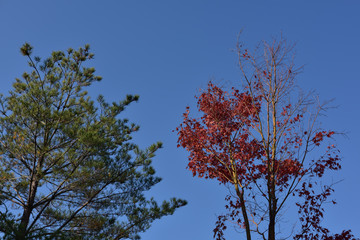 日本の美しい紅葉