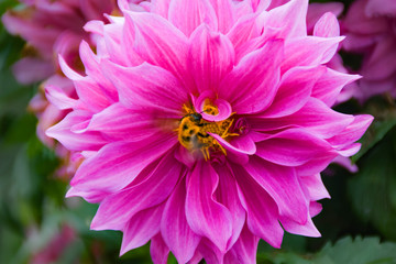 ピンク色のダリアに ミツバチ