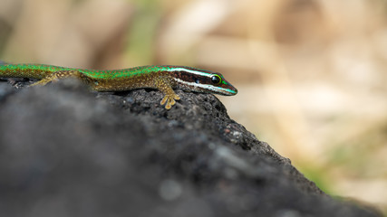 gecko coloré de manapany