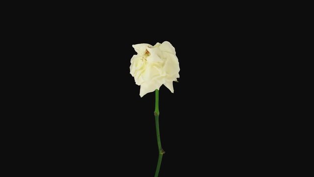 Time-lapse of dying white Eskimo rose 2a1 in PNG+ format with ALPHA transparency channel isolated on black background