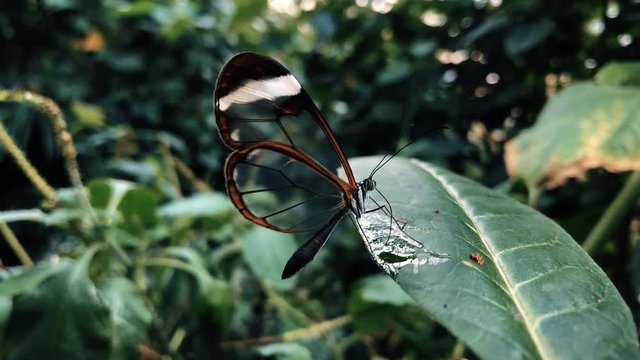 Glasswing butterfly with see-through wings feeding on a plant leaf