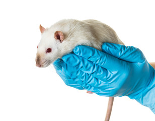 hands in medical gloves hold a rat