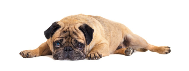 Obraz premium Pug dog lying close-up