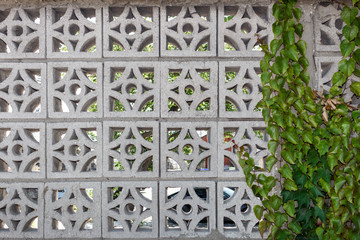 Cement concrete fence wall texture, green leaf Ivy