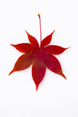 赤や黄色に色づいた紅葉シリーズ