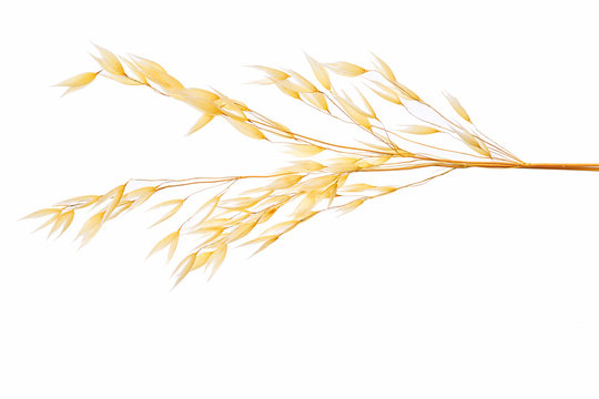 Oat Plant Isolated On White Background