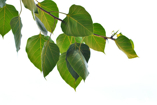Bodhi or Peepal Leaf from the Bodhi tree, Stock Photo, Picture And Low  Budget Royalty Free Image. Pic. ESY-013492692 | agefotostock