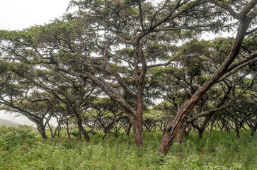 Acacias in Tanzania on a sunny day