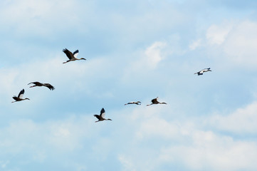 birds flying on blue sky stork asian openbill bird