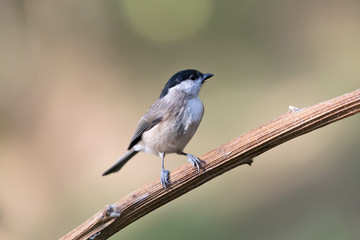 Ritratto di una Cincia bigia (Poecile palustris)