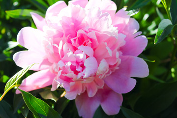 Large pink peony with green leaves close-up.