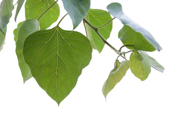 Fototapeta na wymiar Green leaf Pho leaf, (bo leaf,bothi leaf) isolated on white background.Closeup Isolated Leaves on white backgrounds.Isolated Leaves on white backgrounds