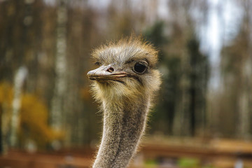 beautiful birds Strauss pose for viewers