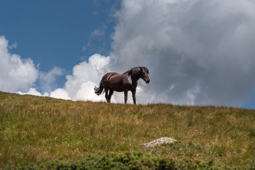 Pferde auf der Au&szlig;errasch&ouml;tz