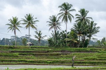 Fototapeta na wymiar Reisfeld Bali Indonesien