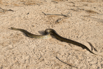 Python de Seba, Python sebae, Parc national des oiseaux du Djoudj, Sénégal