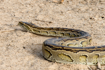 Fototapeta premium Python de Seba, Python sebae, Parc national des oiseaux du Djoudj, Sénégal