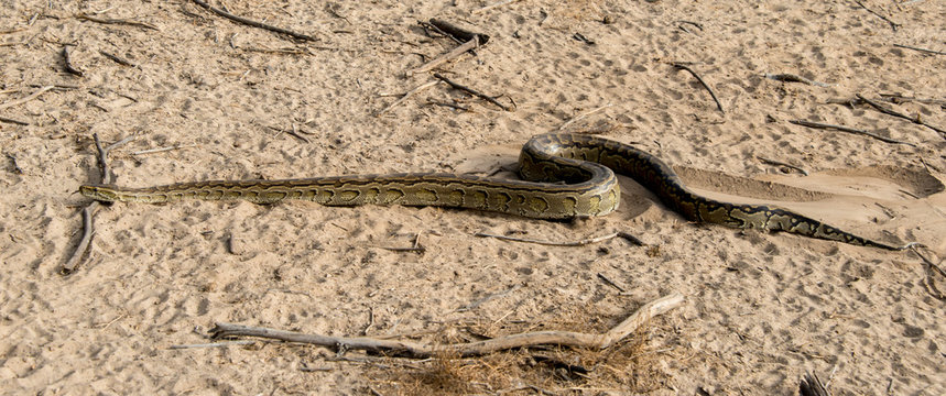 Python de Seba, Python sebae, Parc national des oiseaux du Djoudj, Sénégal